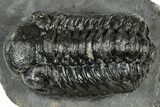 Bargain, Austerops Trilobite - Ofaten, Morocco #323719-1